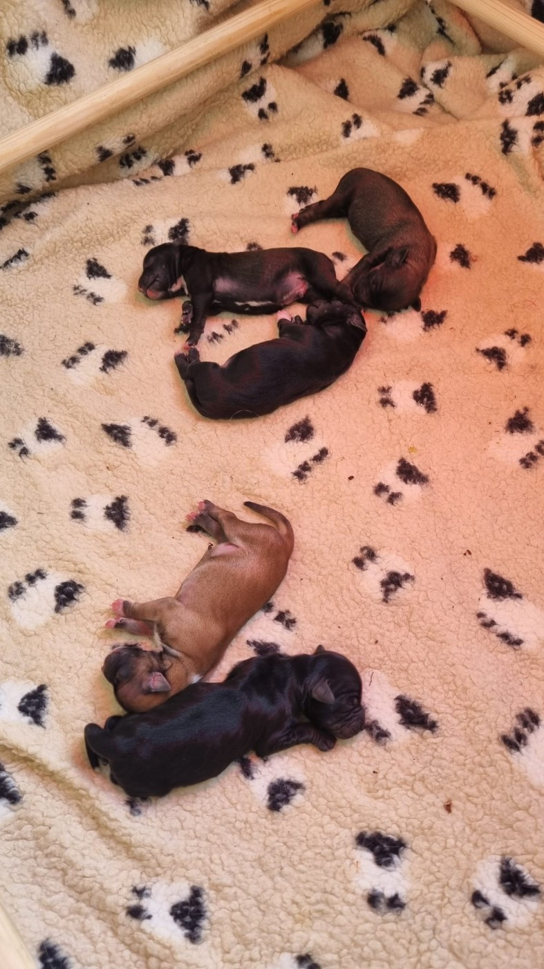 Chiot Terrier Tibetain Mon Amour Tibetain