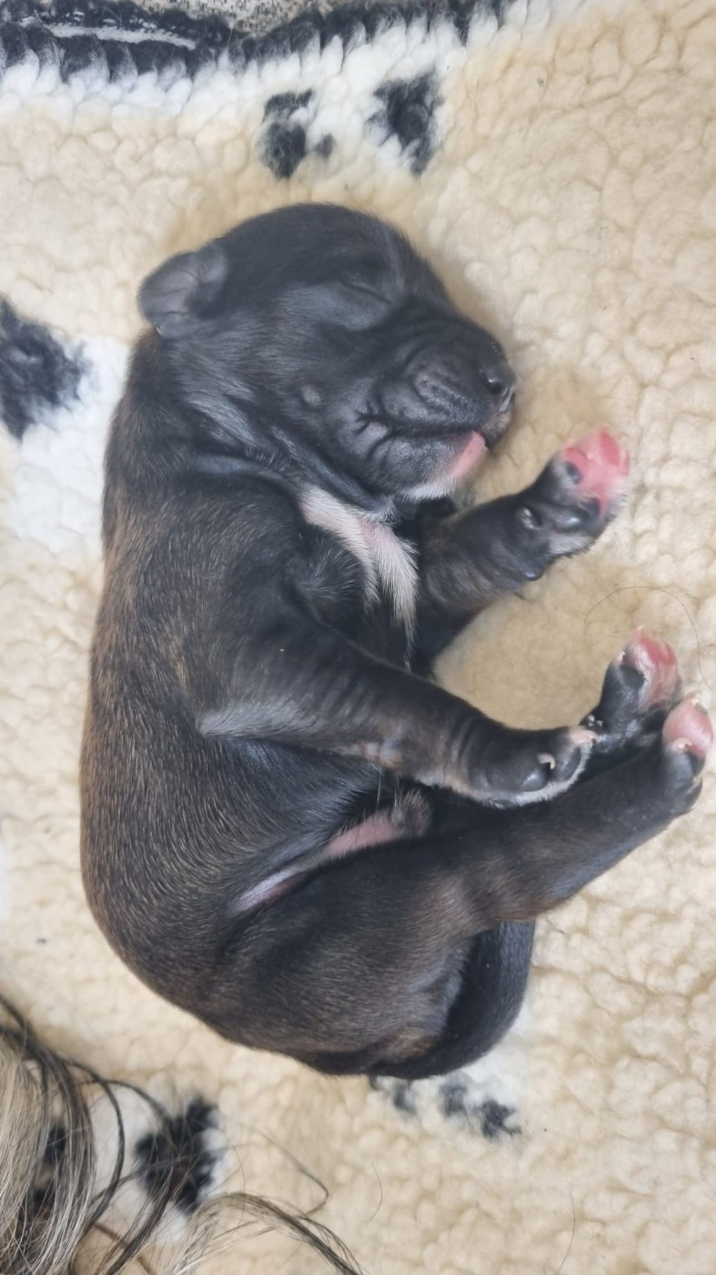 Mon Amour Tibetain - Chiots disponibles - Terrier Tibetain